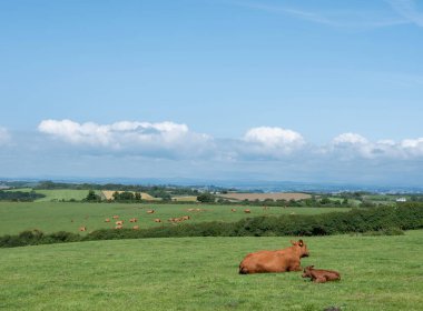 Kahverengi inek ve buzağı sürüleri İngiltere 'nin Cornwall şehrinin güneyindeki yeşil çimenli tepede.