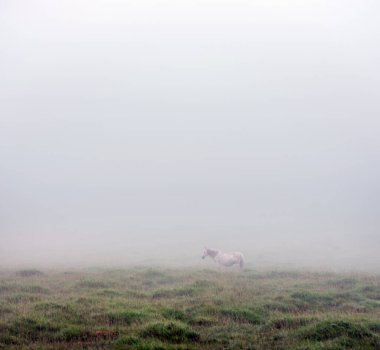 Yarı vahşi beyaz midilli sisli darmoor kırlarında duruyor.