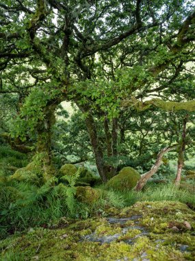 Eski meşe ağaçları, yosun kaplı kayalar ve eğreltiotu ağaçlarıyla İngiltere Ulusal Parkı dartmoor
