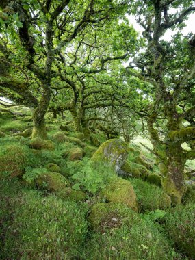 Eski meşe ağaçları, yosun kaplı kayalar ve eğreltiotu ağaçlarıyla İngiltere Ulusal Parkı dartmoor