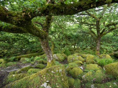 Eski meşe ağaçları, yosun kaplı kayalar ve eğreltiotu ağaçlarıyla İngiltere Ulusal Parkı dartmoor
