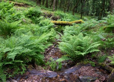 Exmoor meşe ormanındaki küçük derenin yanında taze yeşil eğrelti otları.