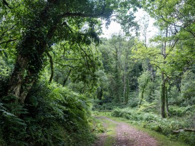 Bossington yakınlarındaki yemyeşil orman manzarası ve İngiliz ulusal parkı Exmoor 'unda seçilebilir.
