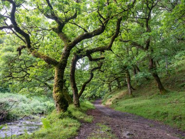 Taze yeşil meşe ağaçları ve Exmoor Ormanı 'nda dere kenarında yürüyüş rotası.