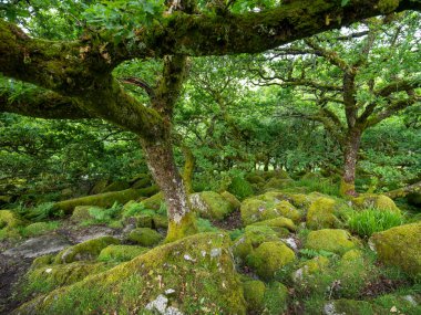 Eski meşe ağaçları, yosun kaplı kayalar ve eğreltiotu ağaçlarıyla İngiltere Ulusal Parkı dartmoor