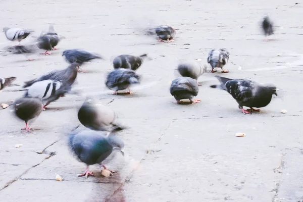 Palomas grises en movimiento comiendo en el suelo de roca —  Fotos de Stock