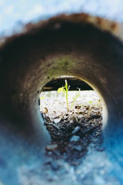 Koyu toprak ile yeni küçük büyüyen yeşil bitki yakın