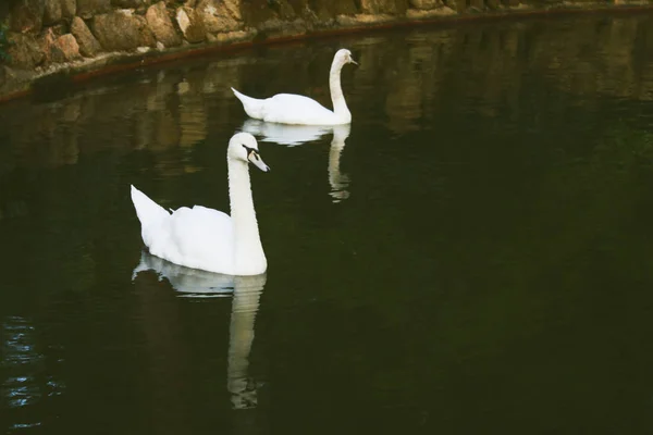 Zwei grazile weiße Schwäne auf dem dunklen See mit Spiegelungen — Stockfoto