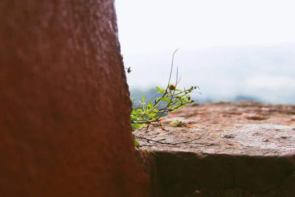 生长的绿色植物打破旧墙石 — 图库照片