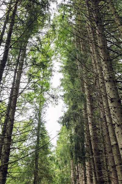 Wipfel Von Hohen Kiefern Wald Schöne Landschaft — Stockfoto