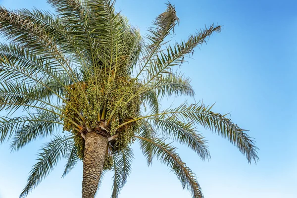 Schöne Palme Vor Klarem Blauen Himmel Nahaufnahme — Stockfoto