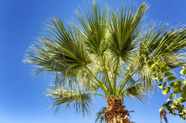 Mavi gökyüzünde palmiyeler, tropik sahil, Hindistan cevizi ağacı, yaz ağaç palmiyeler