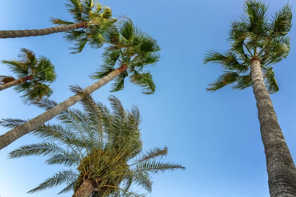 Mavi gökyüzünde palmiyeler, tropik sahil, Hindistan cevizi ağacı, yaz ağaç palmiyeler
