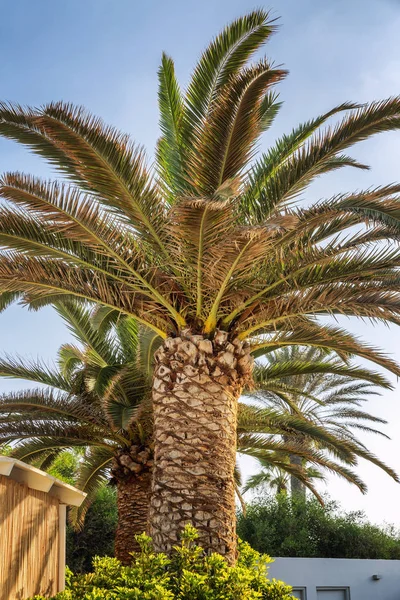 Grande Palmeira Contra Céu Azul Brilhante — Fotografia de Stock