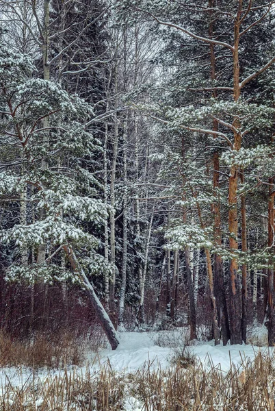 Invierno Bosque Pinos Nevados — Foto de Stock