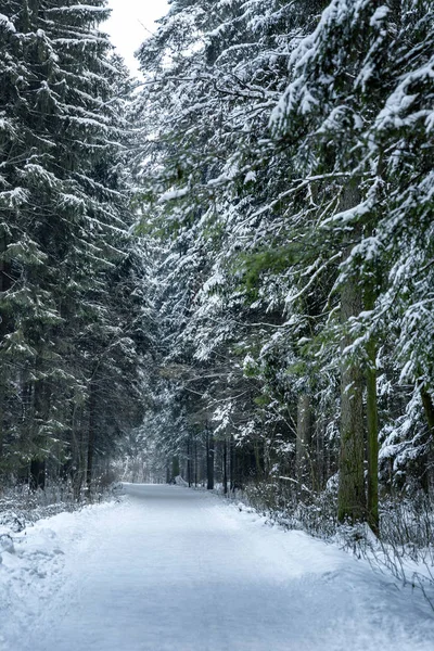 Sendero Nieve Fabuloso Bosque Invierno —  Fotos de Stock