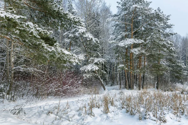Hermoso Fabuloso Invierno Nevado Bosque Coníferas —  Fotos de Stock
