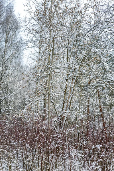 Hermoso Fabuloso Invierno Nevado Bosque Coníferas —  Fotos de Stock