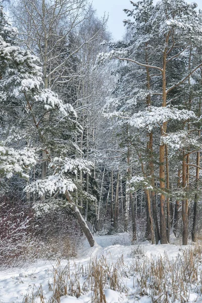 Hermoso Fabuloso Invierno Nevado Bosque Coníferas —  Fotos de Stock