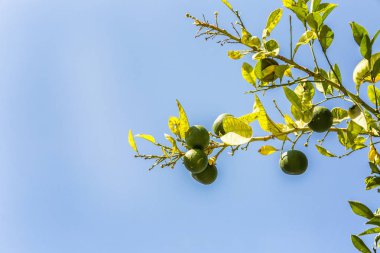 Mavi gökyüzüne karşı büyüyen kireçler ile Dal, yakın çekim