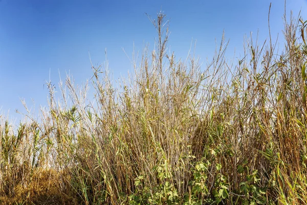 Trockenes Hohes Gras Gegen Den Blauen Wolkenlosen Himmel — Stockfoto