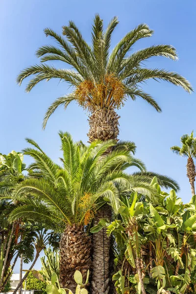 Palmen Verschiedenen Größen Vor Blauem Himmel — Stockfoto