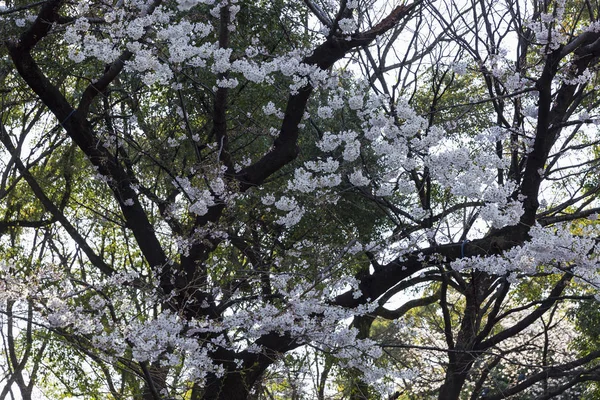 Çiçekli Kiraz Ağacı Japonya Yakın Çekim — Stok fotoğraf