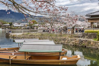 Japonya, Kyoto, 04.04.2017. Park nehir, tekneler ve kiraz çiçekleri ile