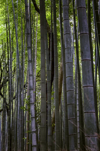 Schöner Heller Bambuswald Mit Hohen Stämmen — Stockfoto