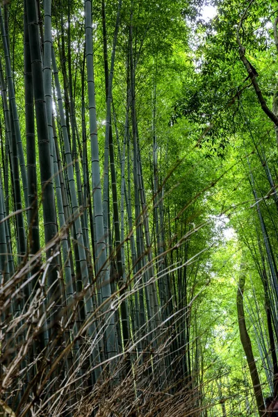 Schöner Heller Bambuswald Mit Hohen Stämmen — Stockfoto