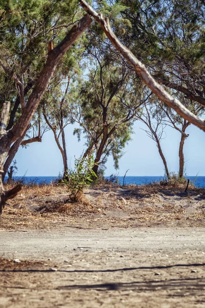 Deniz arka planda kuru bitki örtüsü