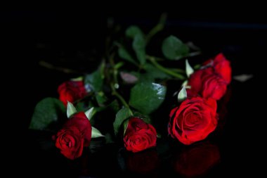 Siyah arka planda kırmızı güller.