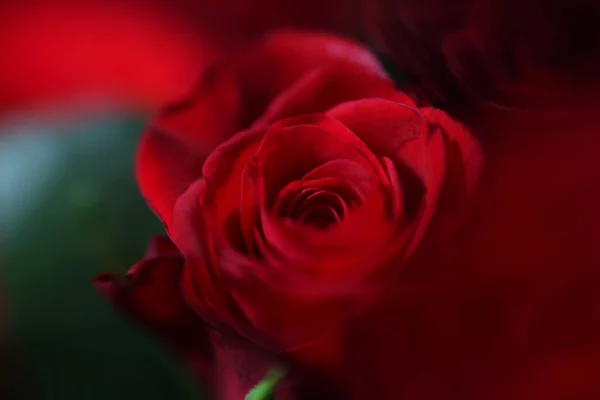 Red Rose Bud Close Blur — Stock Photo, Image