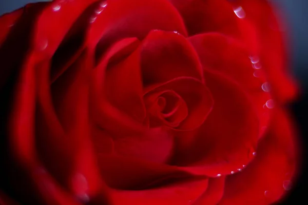 红玫瑰花蕾近在咫尺 — 图库照片