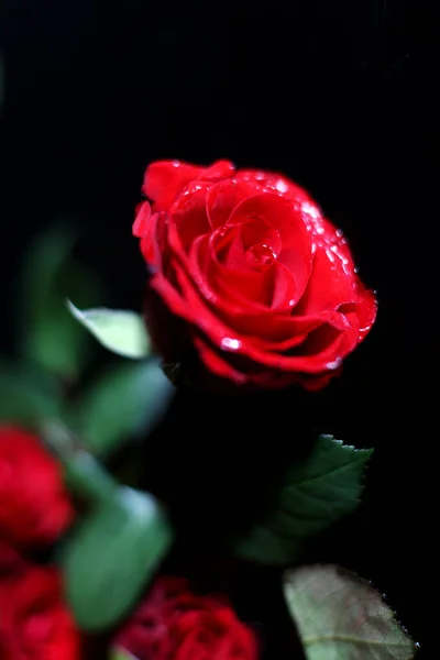 黑色背景上的一束红玫瑰 — 图库照片