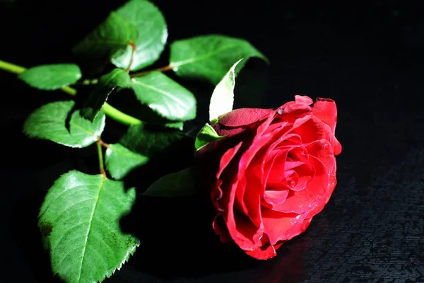 黑色背景上的一束红玫瑰 — 图库照片