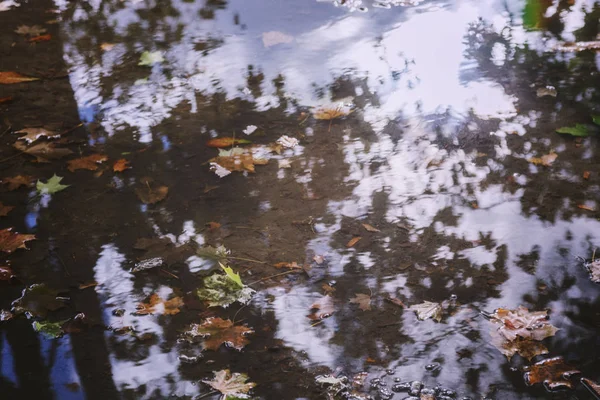 Feuilles Automne Tombées Dans Une Flaque Eau Fond — Photo