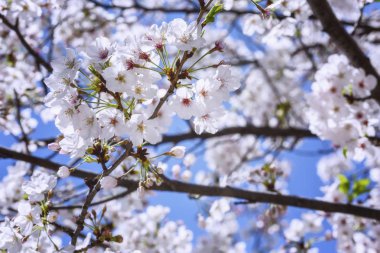 Kiraz çiçekleri parlak mavi gökyüzü zemin karşı bir dalı