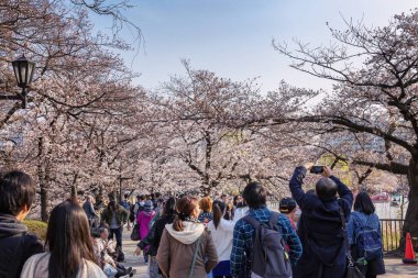 Japonya, Tokyo 04/04/2017. Parkta blooming sakura ile insanlar yürürken, bir kalabalık