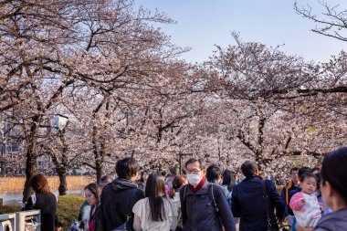 Japonya, Tokyo 04/04/2017. Parkta blooming sakura ile insanlar yürürken, bir kalabalık