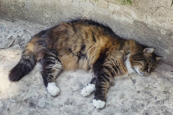 Hermoso gato tricolor esponjoso yace en el suelo a la sombra —  Fotos de Stock