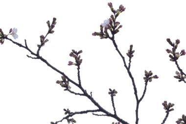 Beyaz arka plan üzerinde izole açılmamış tomurcuklu Sakura şube