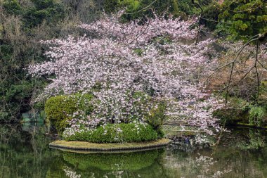 Sakura çiçeği parkta bir su birikintisi