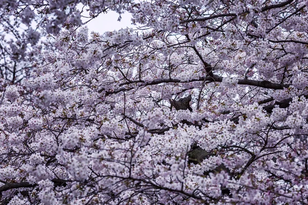 Blooming crown of pink sakura, close-up