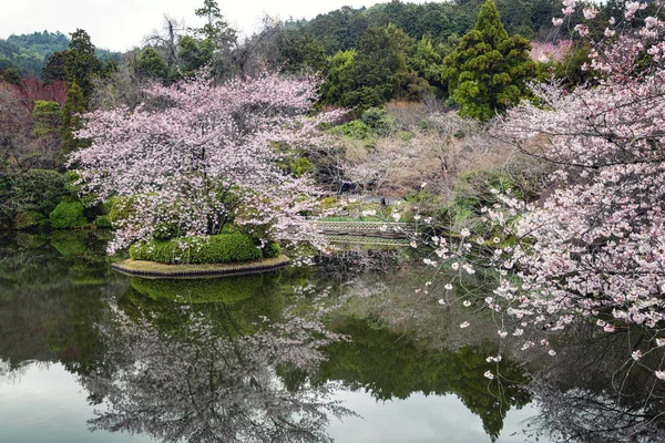 樱花在公园里的花与池塘 — 图库照片