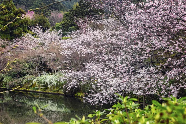 Sakura blossom in the park with a pond — Stock Photo, Image