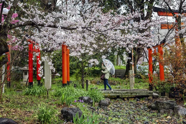 花见在日本公园庆祝 — 图库照片