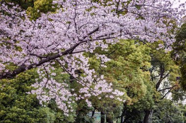 Ağaçların çiçekli dalları ile ormanda güzel yoğun bitki örtüsü.