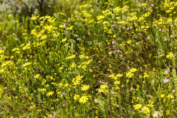在明亮的盛开的田野里，小黄花. — 图库照片