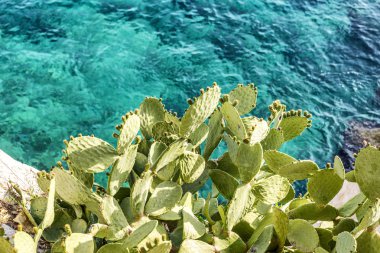 Şeffaf parlak denizin arka planında kaktüs. Güzel manzara. Metin için alan.